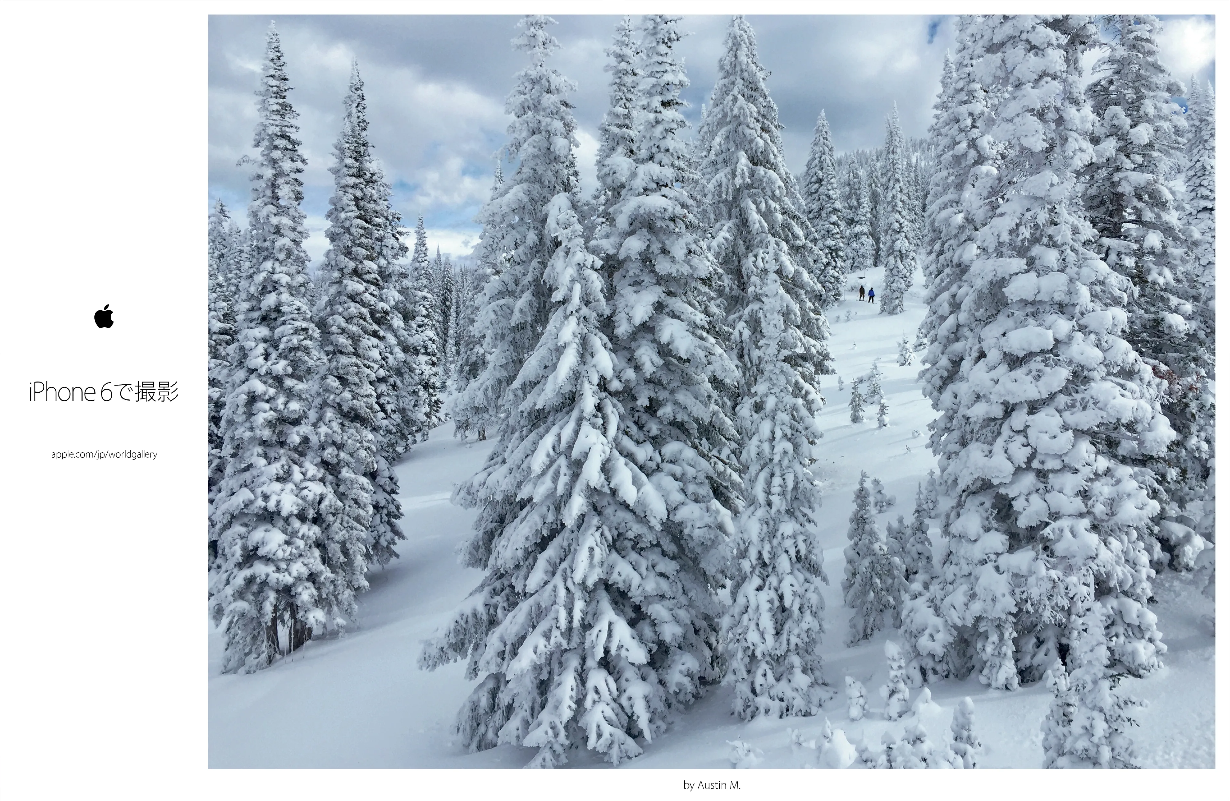 A snowy forest photograph by Austin Mann carrying the Shot on iPhone 6 signature